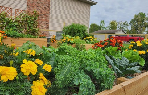 a vegetable garden in a raised bed with yellow and red flowers